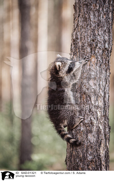 young raccoon / SAD-01321