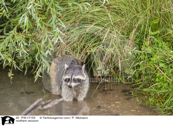 northern raccoon / PW-17155