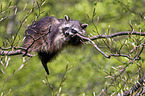 northern raccoon