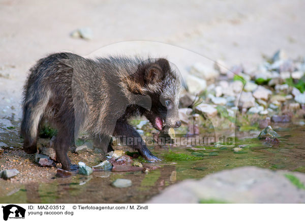 young raccoon dog / MAZ-03512