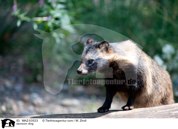 raccoon dog / MAZ-03523