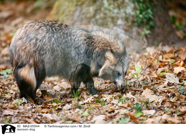 raccoon dog / MAZ-05544