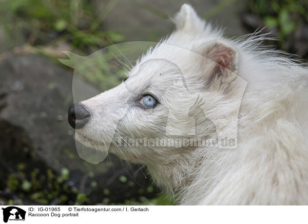 Raccoon Dog portrait / IG-01965