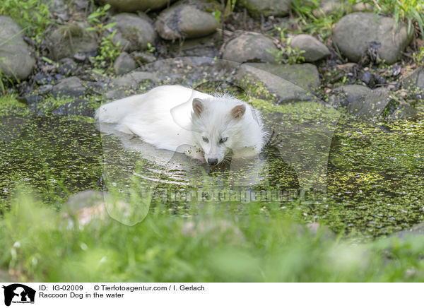 Marderhund im Wasser / Raccoon Dog in the water / IG-02009