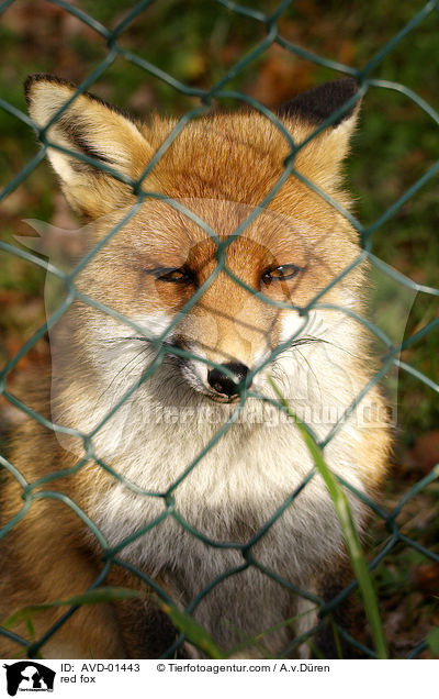 Rotfuchs / red fox / AVD-01443