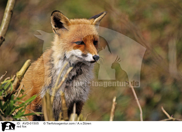 red fox / AVD-01505