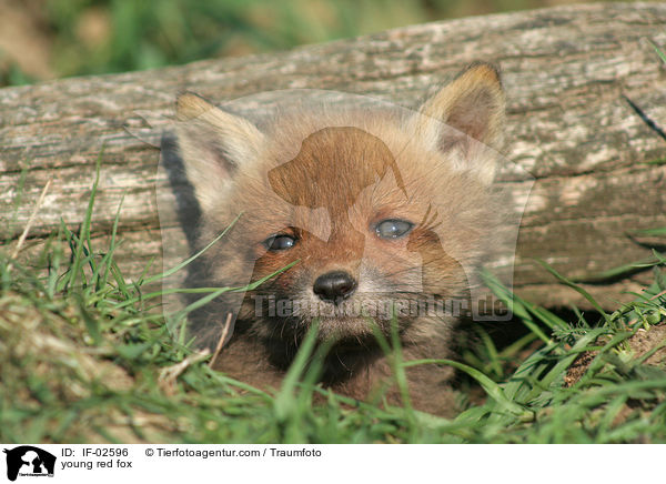 young red fox / IF-02596