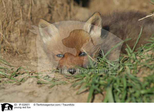 young red fox / IF-02601