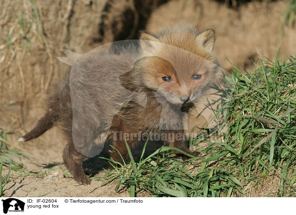 young red fox / IF-02604