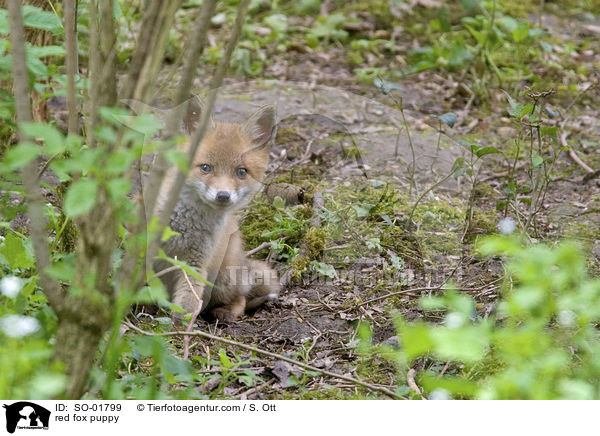 red fox puppy / SO-01799