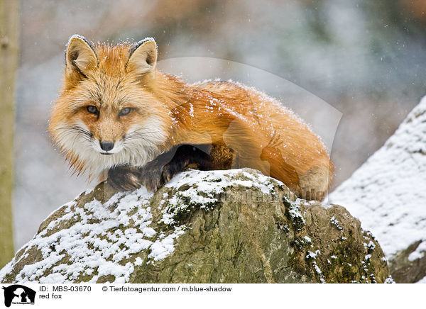 red fox / MBS-03670