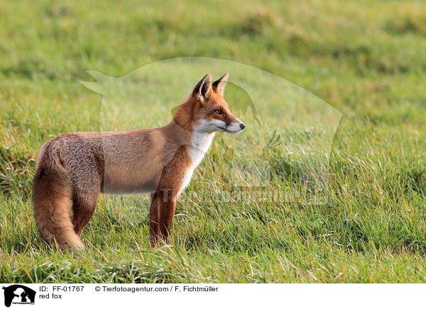 red fox / FF-01767