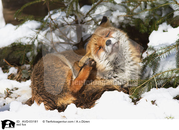 Rotfuchs / red fox / AVD-03181