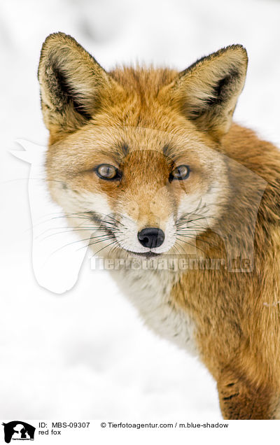 red fox / MBS-09307