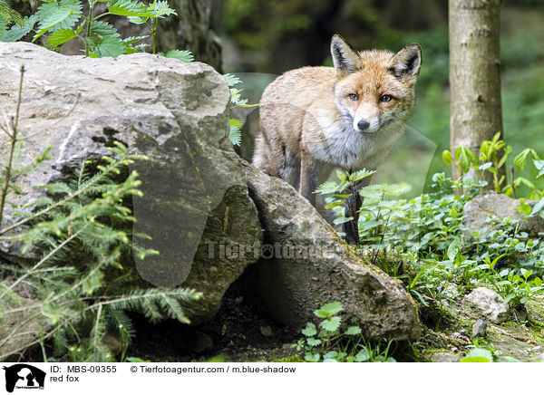 red fox / MBS-09355