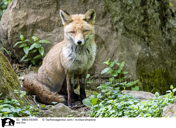 red fox / MBS-09366