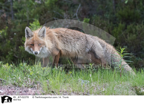 Rotfuchs / red fox / AT-02276