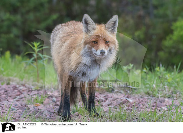 Rotfuchs / red fox / AT-02278