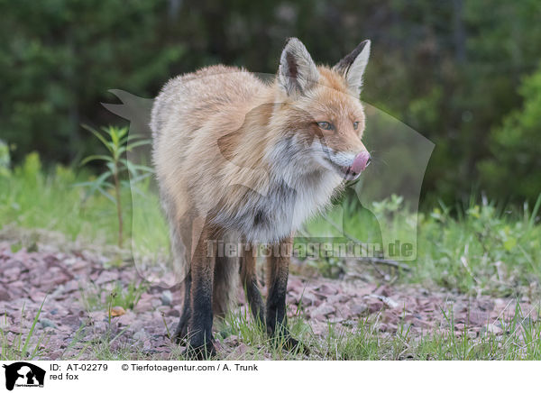 Rotfuchs / red fox / AT-02279