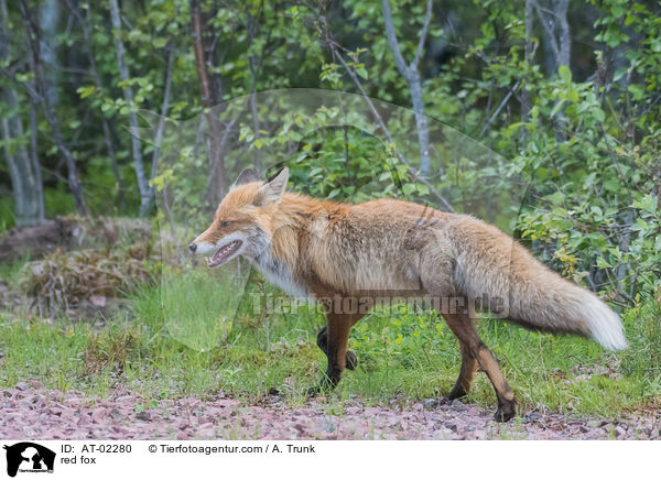 Rotfuchs / red fox / AT-02280
