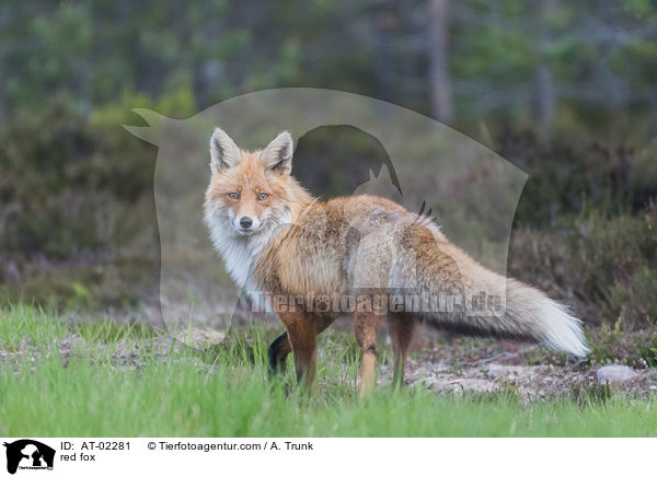 Rotfuchs / red fox / AT-02281