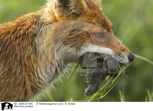 Red Fox portrait / AXK-01104
