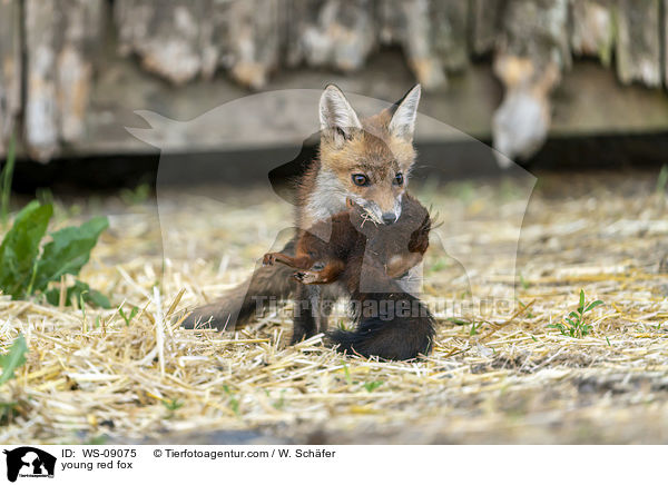 junger Rotfuchs / young red fox / WS-09075
