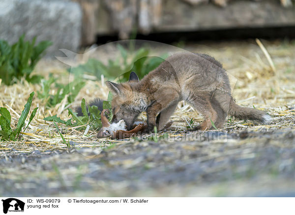 junger Rotfuchs / young red fox / WS-09079