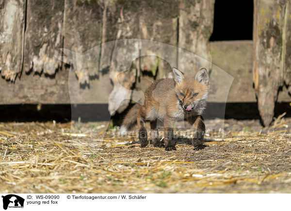 junger Rotfuchs / young red fox / WS-09090