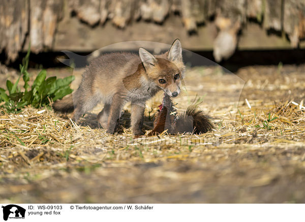 young red fox / WS-09103