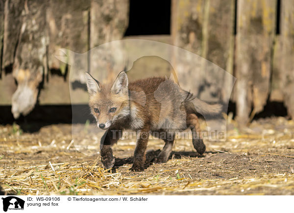 junger Rotfuchs / young red fox / WS-09106