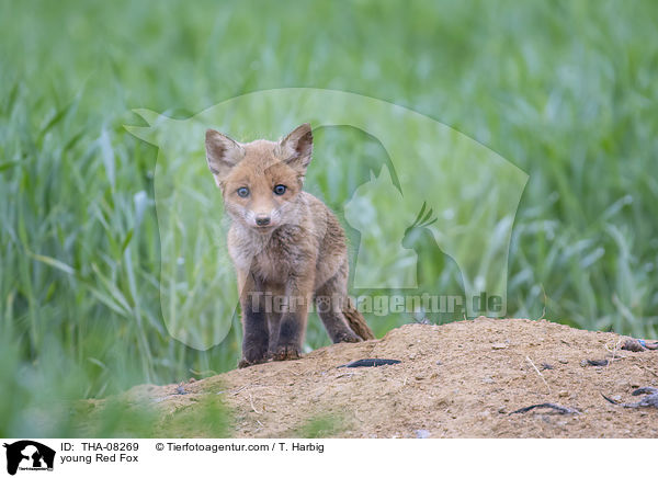 junger Rotfuchs / young Red Fox / THA-08269