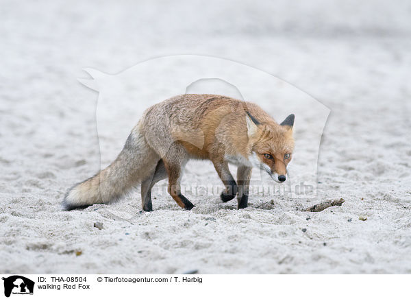 laufender Rotfuchs / walking Red Fox / THA-08504