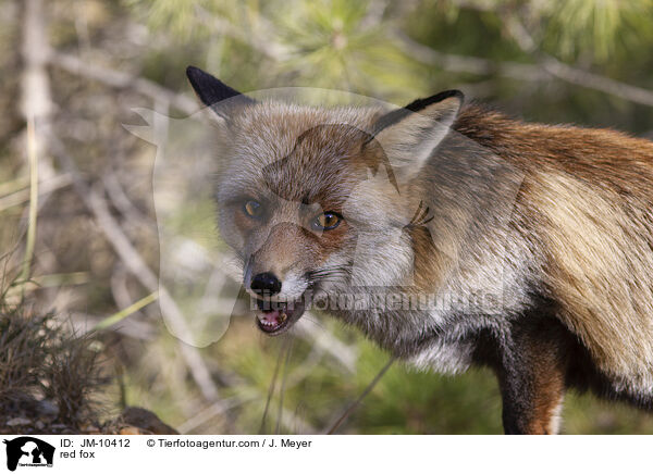 red fox / JM-10412