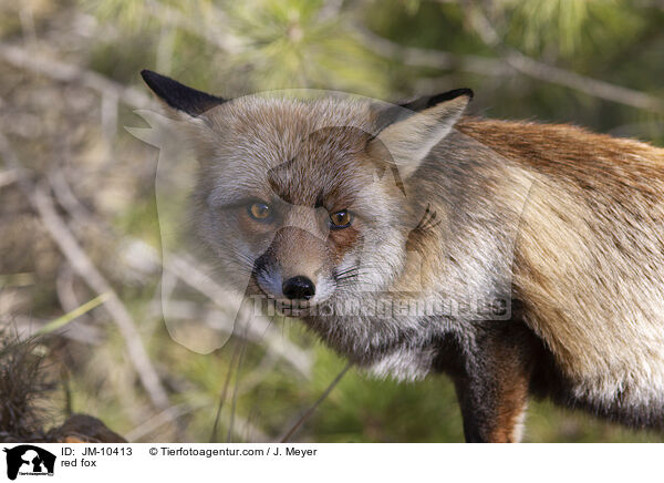 red fox / JM-10413