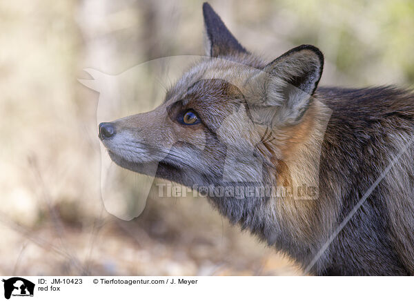 red fox / JM-10423
