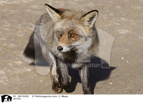 red fox / JM-10429