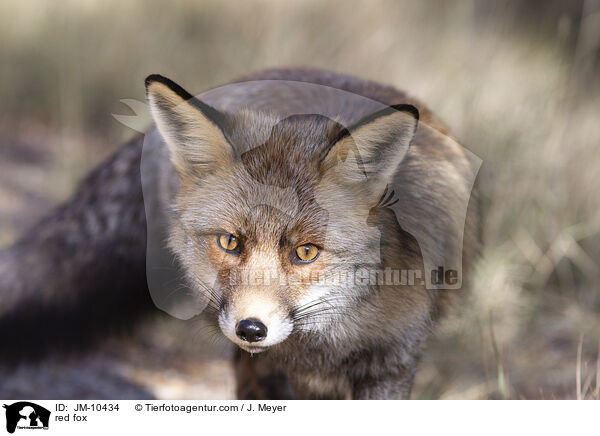 red fox / JM-10434