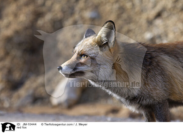 red fox / JM-10444