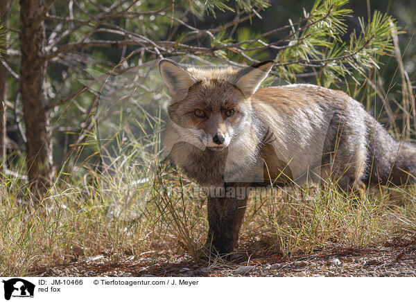 red fox / JM-10466