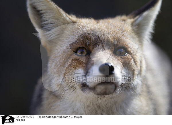 red fox / JM-10478