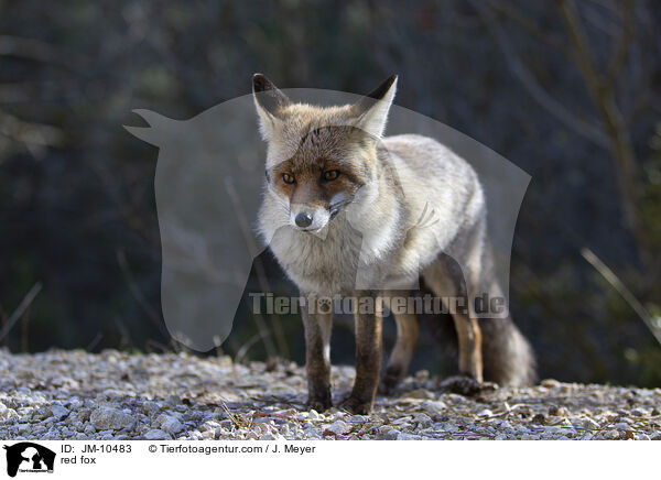 red fox / JM-10483