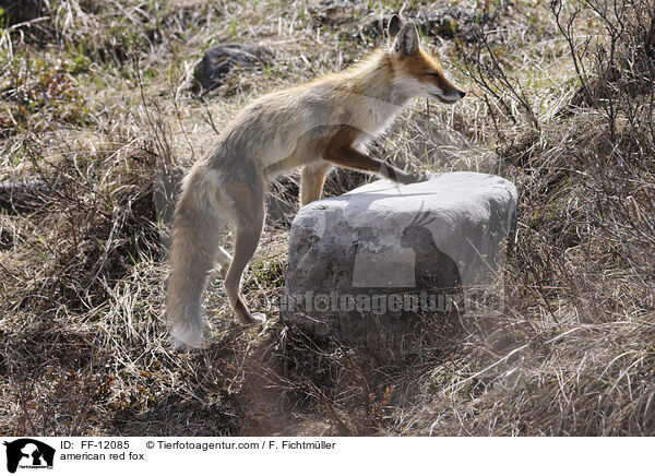 american red fox / FF-12085