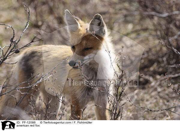 american red fox / FF-12086