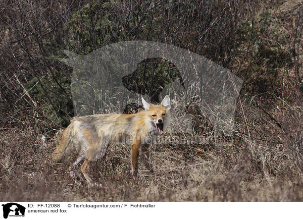 american red fox / FF-12088