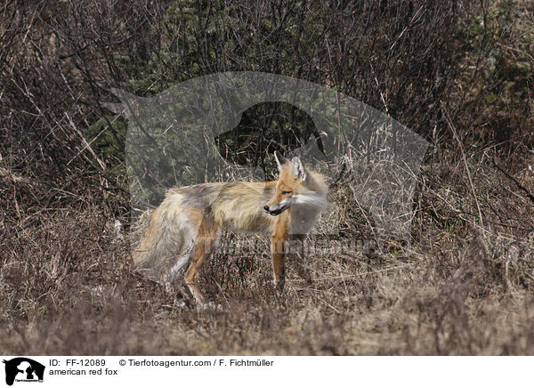 american red fox / FF-12089