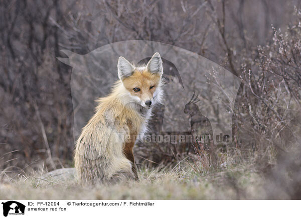 american red fox / FF-12094