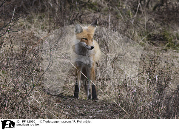 american red fox / FF-12096