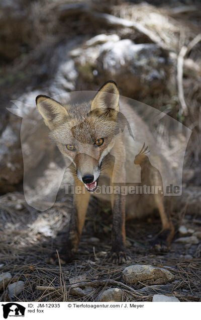 red fox / JM-12935