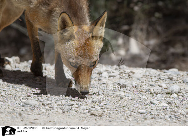 red fox / JM-12936